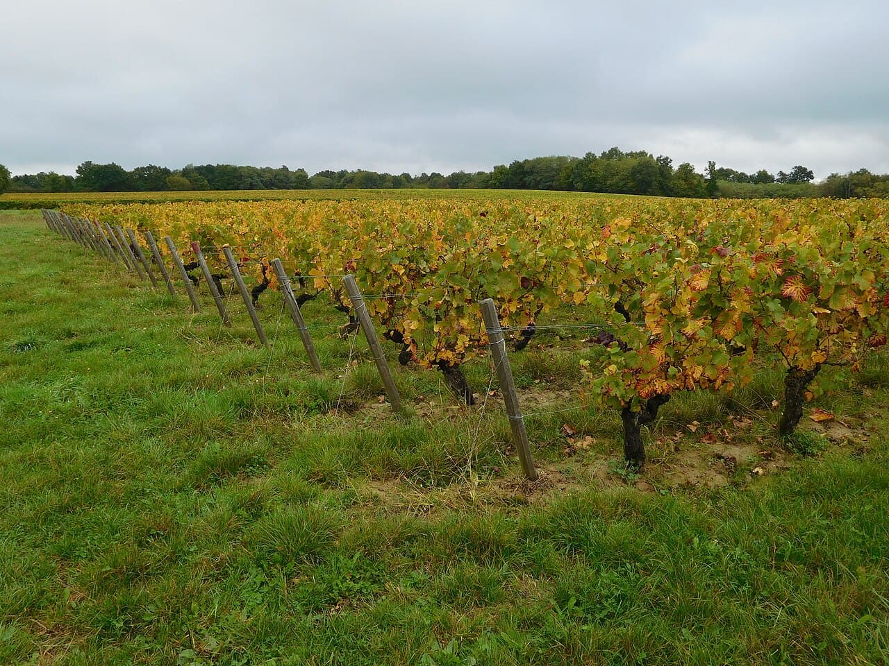 Vignoble de Bannay, dans le Centre-Loire